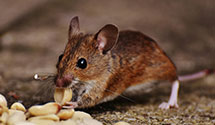 24 Hour & Emergency Exterminators in Sugar City, ID